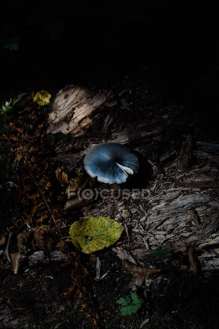 Champiñón azul en el bosque - foto de stock