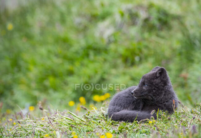 An Arctic fox in his summer fur curled away in the Icelandic highlands — Stock Photo