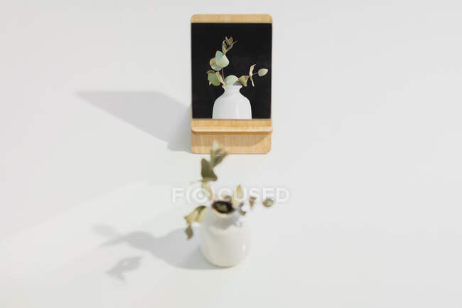 Сухое растение в вазе отражается в зеркале на белом фоне студии. Концептуальный и абстрактный образ самоотражения — стоковое фото