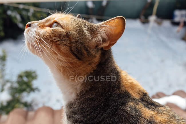 Tabby Katze sitzt am Fenster und sieht Schnee. Flauschiges Haustier schaut ins Fenster. — Stockfoto