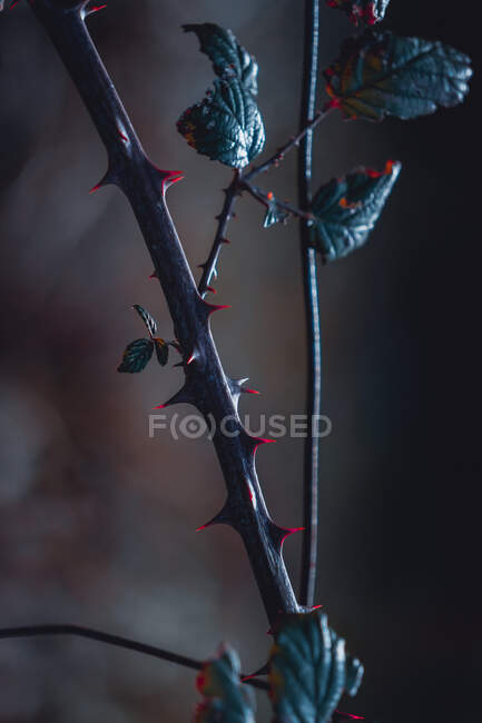 Trockene Brombeerpflanze in der Natur — Stockfoto