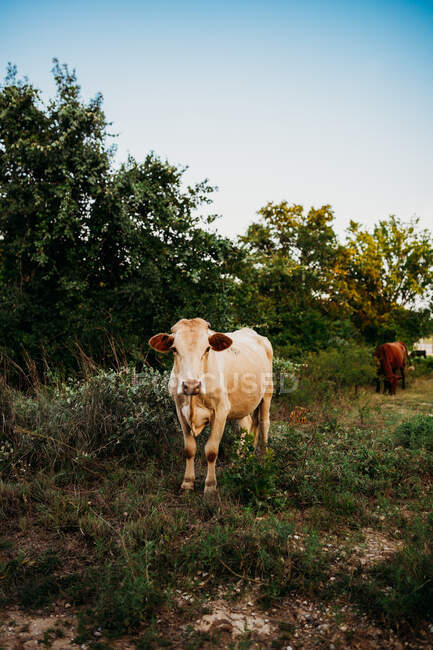 Vacas no gramado no parque — Fotografia de Stock