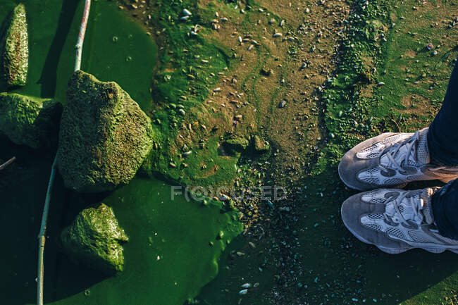 Зеленая поверхность и породы грязной реки с вредными цветущими водорослями — стоковое фото