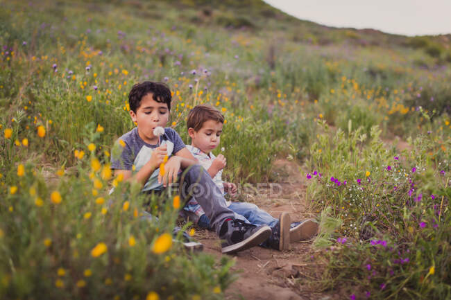 Cute little boys in the field — Stock Photo