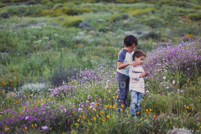 Cute little boys in the field — Stock Photo