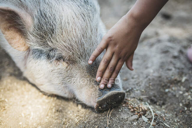 Primer plano de la mano del niño acariciando a un cerdo - foto de stock