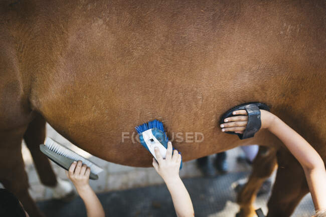 Niños cepillando el vientre de un caballo - foto de stock