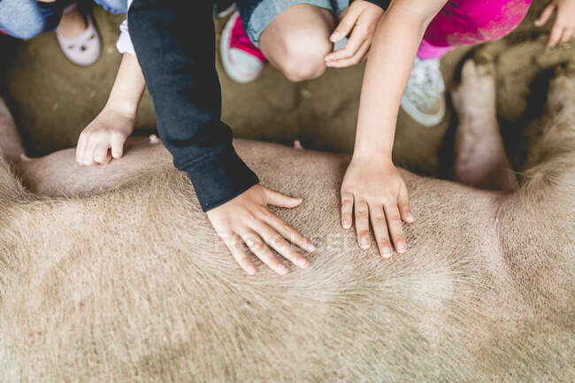 Primer plano de los niños acariciando a un cerdo grande - foto de stock