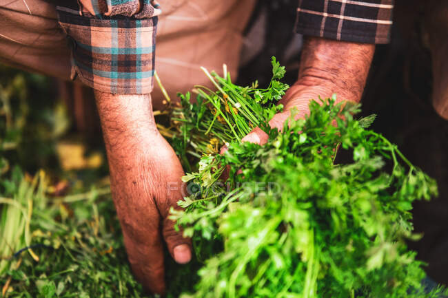 Person in plaid shirt grabbing bunch of coriander in local market — Stock Photo