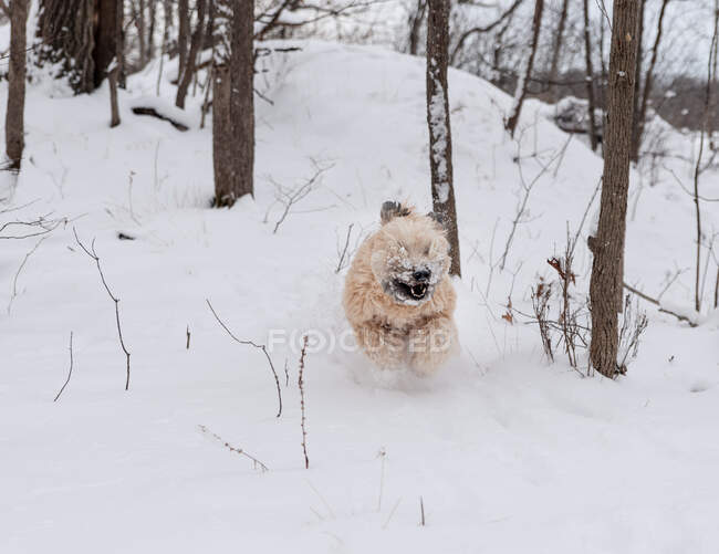 Excited wheaten terrier dog running wildly through snowy wooded area. — Stock Photo