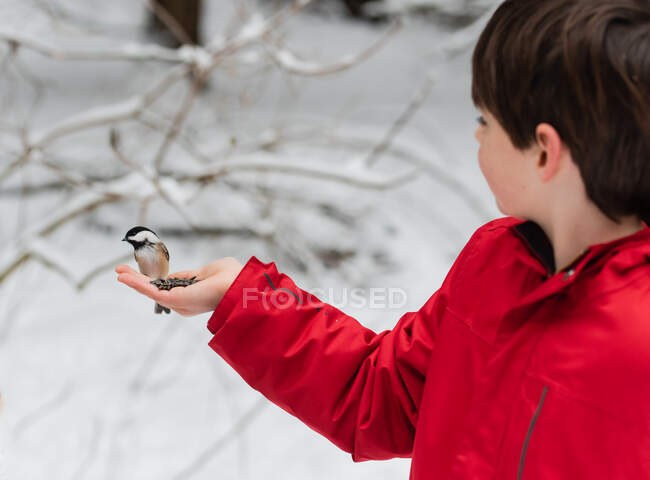Menino com pássaro na mão no inverno — Fotografia de Stock