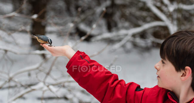 Petit garçon avec oiseau sur sa main en hiver — Photo de stock
