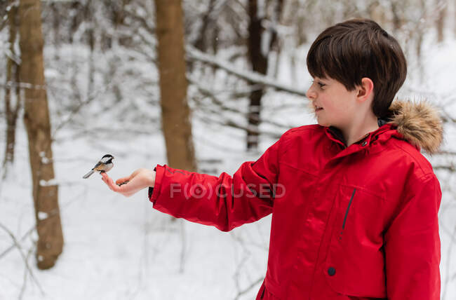 Little boy with bird  on his hand in winter — Stock Photo