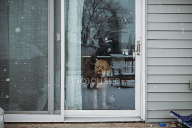 Dog looking out sliding glass door while snowing outside — Stock Photo