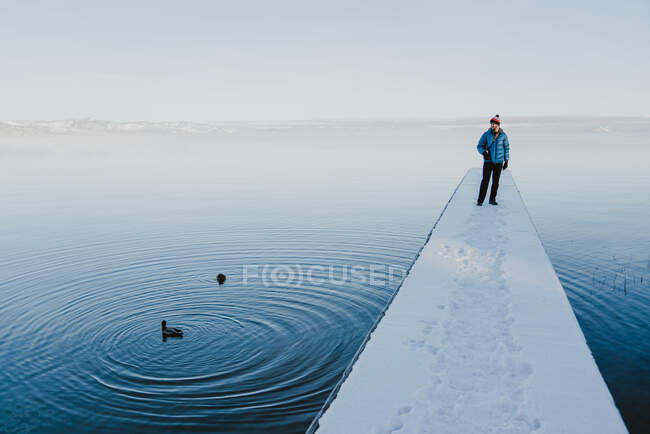 Человек стоит на снежном причале и смотрит, как утки проплывают мимо озера Тахо. — стоковое фото