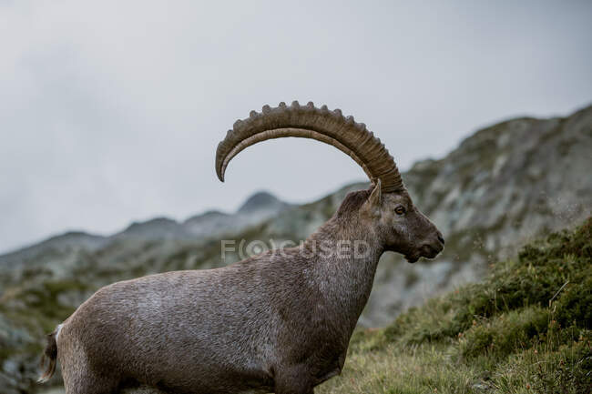 Portrait of an Alpine Ibex grazing in a meadow high in the French Alps — Stock Photo
