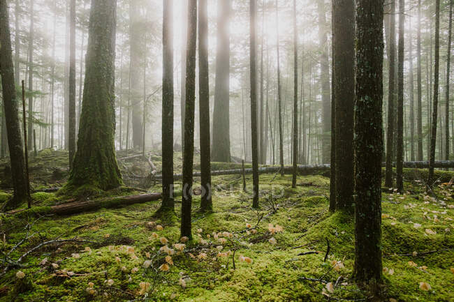 Bella foresta al mattino — Foto stock