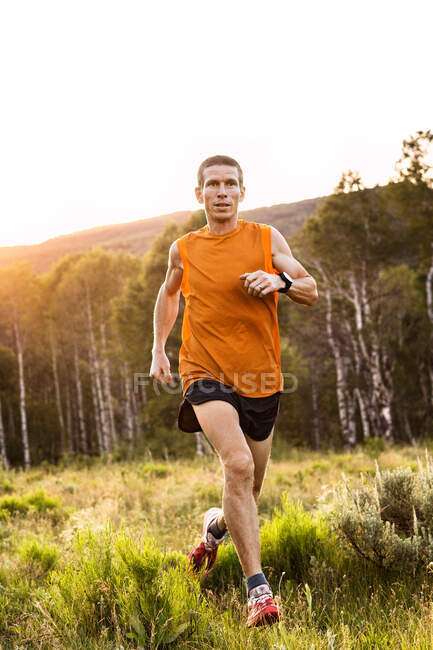 A man trail runs through a grassy field and aspen grove at sunset — Stock Photo