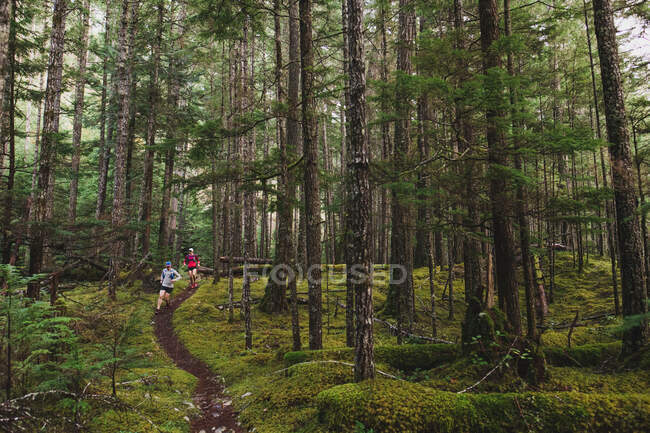 Dos corredores de senderos descienden serpenteando una sola pista a través de un bosque exuberante - foto de stock