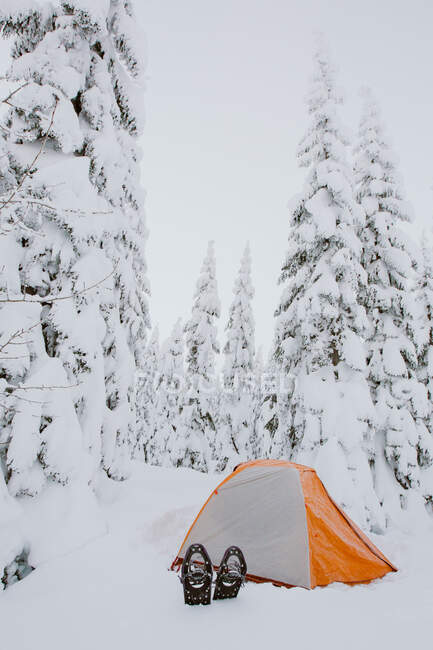 Ciaspole sedersi al di fuori della tenda arancione con neve fresca che copre gli alberi — Foto stock