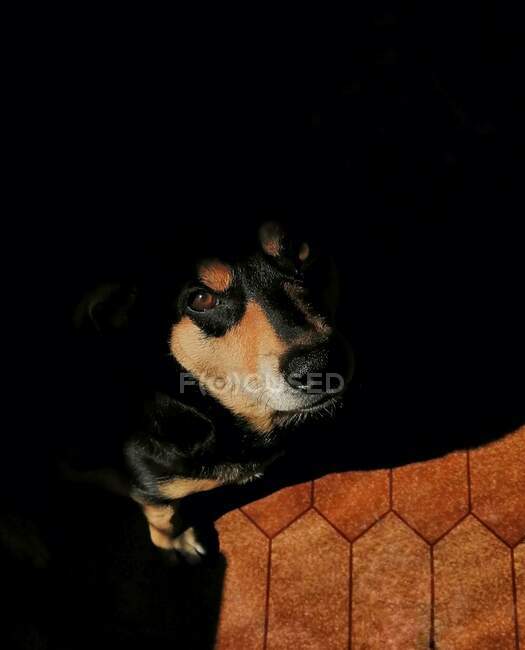 Маленькая черная собачка сидит и смотрит на солнечный свет — стоковое фото