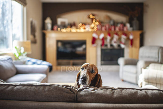 Chien de chasse Basset jette un coup d'oeil tête sur le canapé dans le salon à la maison — Photo de stock
