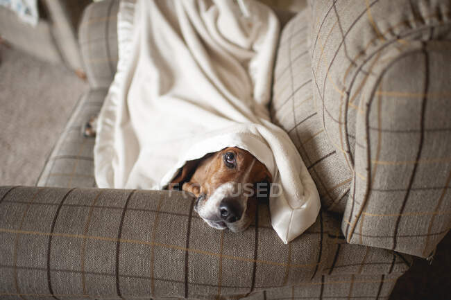 Perro sabueso descansando debajo de una manta en una silla en casa - foto de stock