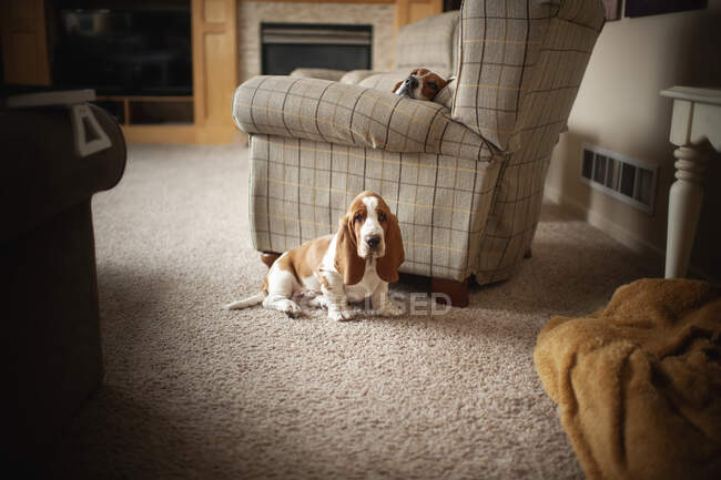 Милая собака-бассет дома — стоковое фото