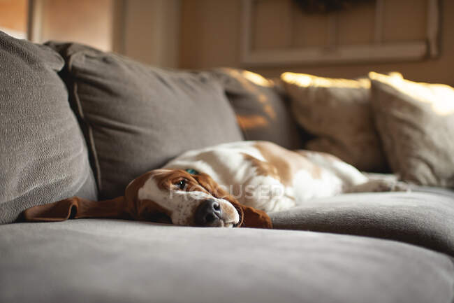 Милий ледачий собака розслабляється вдома — стокове фото