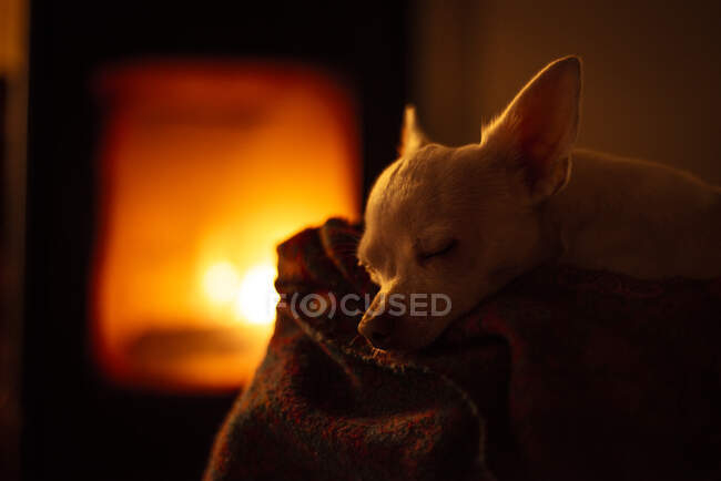 Cute small white dog sleeps on blanket in front of warm fire-place — Stock Photo