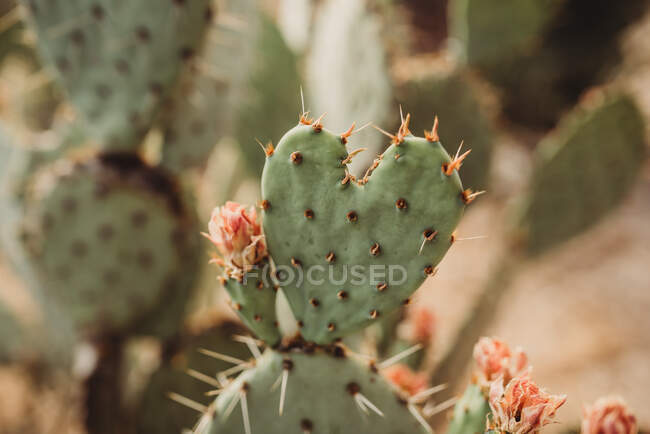 Primer plano de un cactus en el jardín - foto de stock