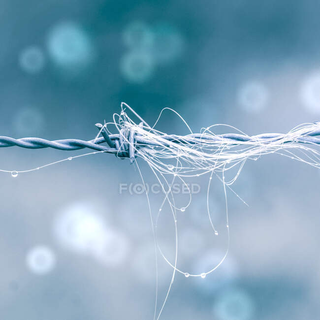 Animal hair on the barbed wire fence — Stock Photo