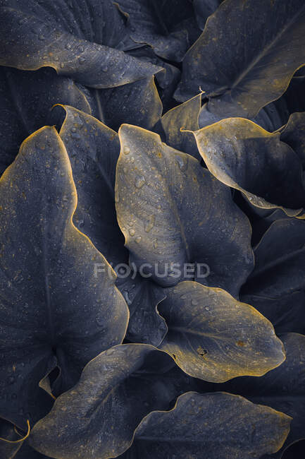 Краплі на синьому листі рослини в дощові дні — стокове фото