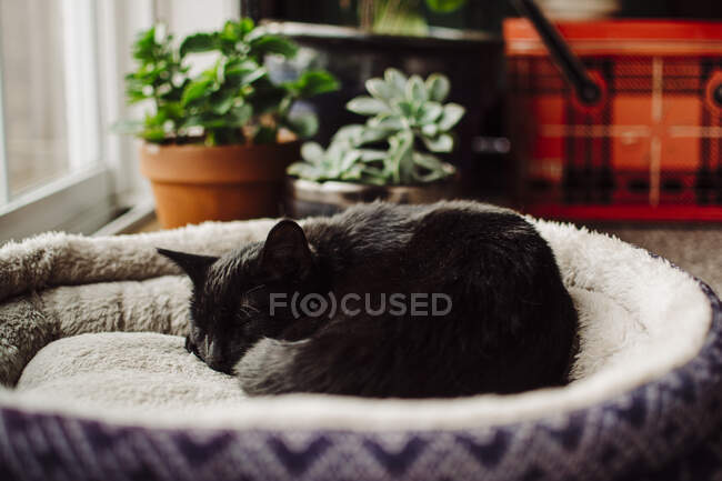 Schwarzes Kätzchen zusammengerollt schlafend auf blauem Katzenbett — Stockfoto