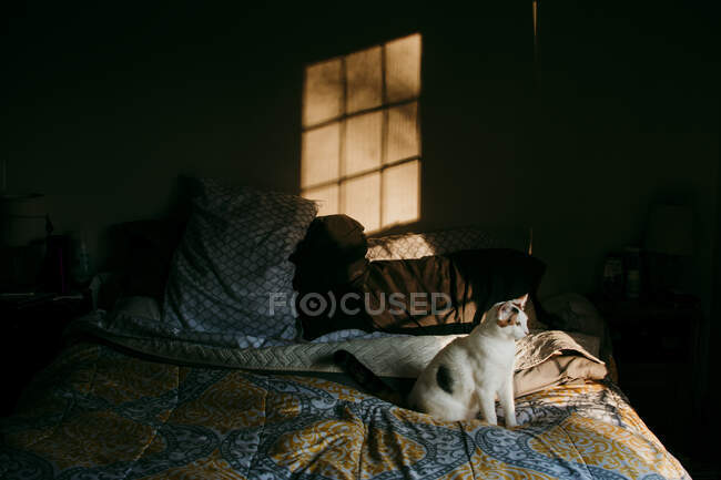 Calico Cat sitting on a bed in the morning sunshine — Stock Photo