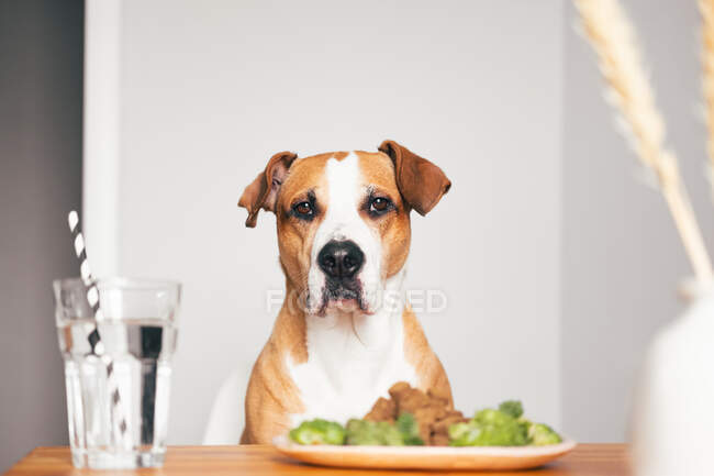 Retrato de un perro staffordshire terrier junto a la mesa en la cocina, hora del desayuno - foto de stock