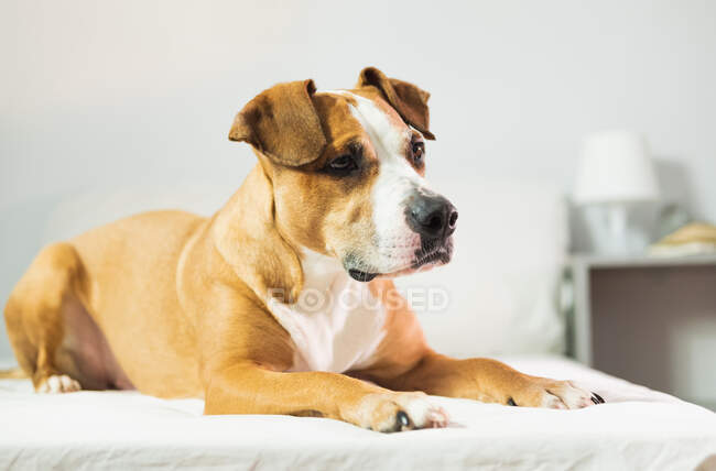 Милий стаффордширський тер'єр собака лежить в ліжку, портрет в приміщенні крупним планом — стокове фото