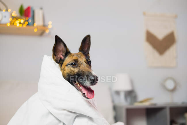 Cão engraçado do terrier da raposa no cobertor, tiro interior do quarto, imagem do estilo de vida dos animais — Fotografia de Stock