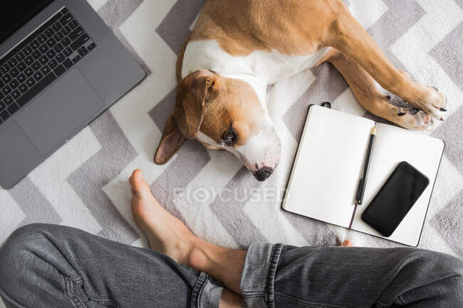 Arbeiten von zu Hause aus, häusliches Leben mit Hunden, Foto von oben, auf dem ein Mensch im Schneidersitz neben Notizblock und Laptop sitzt — Stockfoto