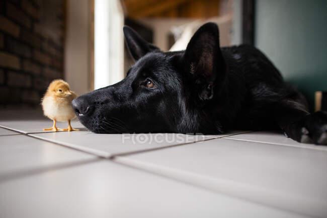 Пташеня і чорний собака на підлозі дивиться один на одного — стокове фото