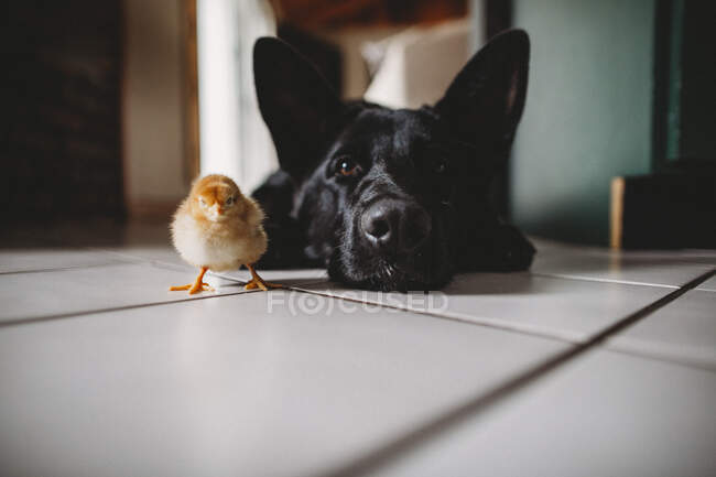 Pollito y perro lado a lado en el suelo en interiores - foto de stock