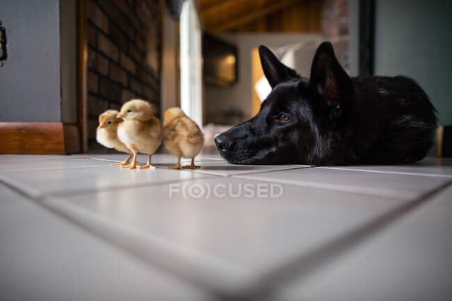Собака и несколько цыплят на полу в помещении — стоковое фото