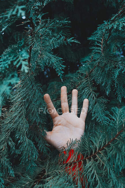 Hand betwen green pine tree leaves — Stock Photo