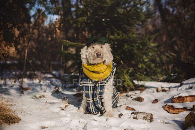 Golden doodle dog in winter clothes — Stock Photo