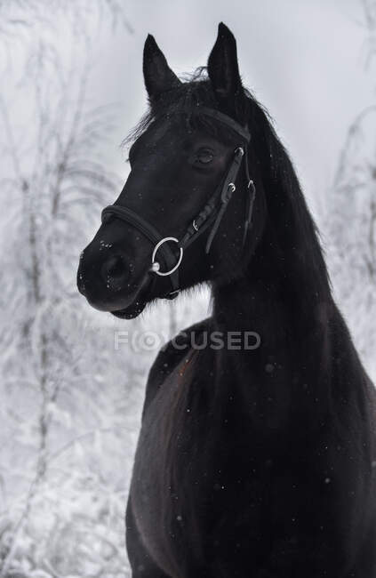 Noir saut d'obstacles Trakehner cheval regarde dans la distance avec intere — Photo de stock