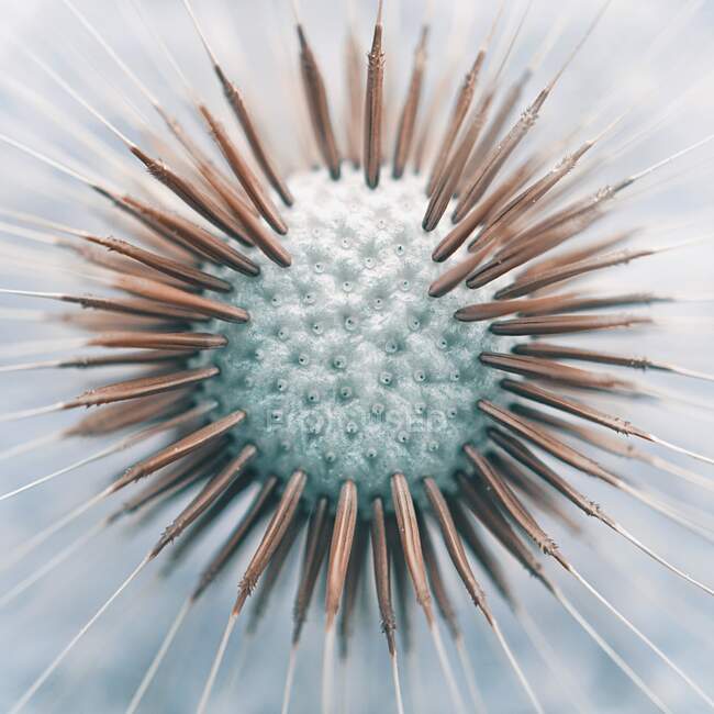 Close up of a white dandelion — стоковое фото