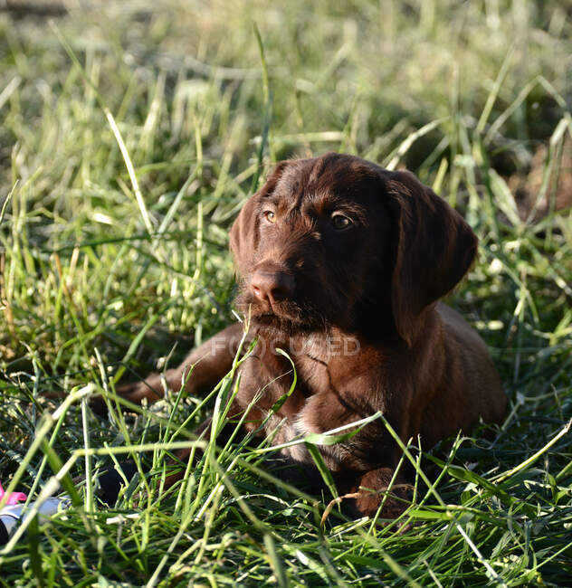 Dog in the grass — Stock Photo