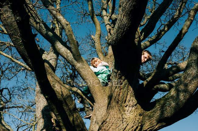 Kinder klettern in England gemeinsam auf einen riesigen Baum in der Sonne — Stockfoto