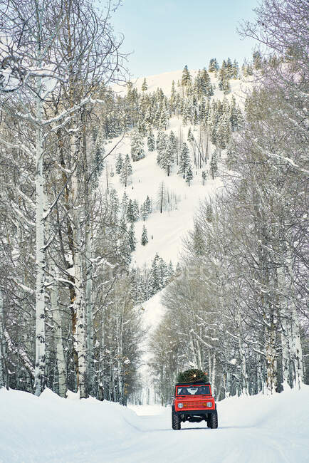 Paesaggio invernale con alberi innevati — Foto stock
