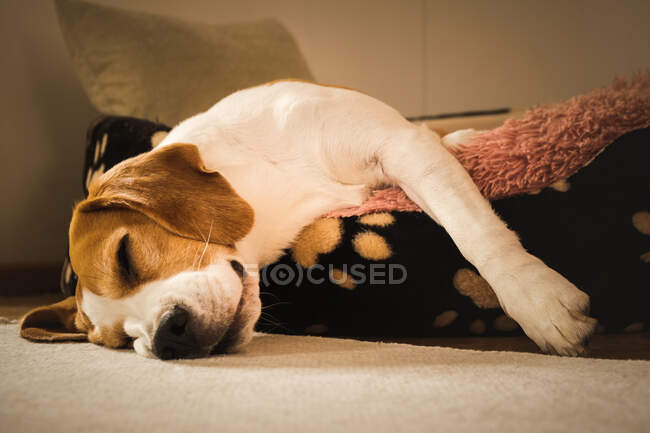 A beagle adult dog sleeping on a cozy bedding. Dog background. — Stock Photo